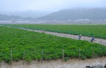 苍南沿浦湾成为全国首个获认证的自主负碳海湾