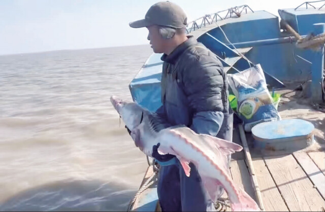 我區(qū)沿海水域發(fā)現(xiàn)國家一級重點保護野生動物中華鱘.png