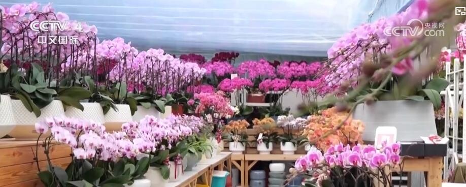 河北石家莊：逛花市尋年味 迎春花展迎新年.jpg
