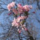 合肥春色满园：垂丝海棠与樱花盛开，游客共赏春日美景