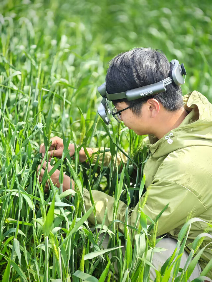 农技人员正在使用AR田间智能监测调查眼调查麦田情况。