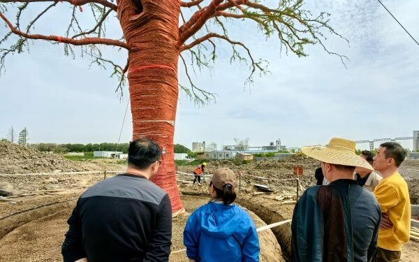上海市林業(yè)總站對(duì)超大規(guī)格單株?yáng)|方杉移植工作開展跟蹤監(jiān)管與技術(shù)指導(dǎo)1.jpg