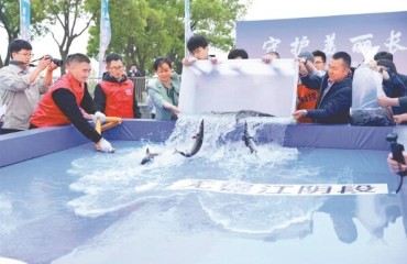422尾中华鲟回到母亲河怀抱