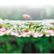 来邂逅 限定版“水中花境”