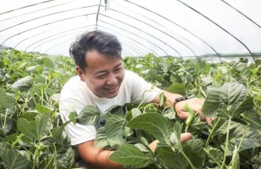 江蘇豐縣：特色產(chǎn)業(yè)賦能 繪就農(nóng)業(yè)發(fā)展新圖景