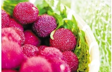 蕭山所前楊梅 延續(xù)“梅”好