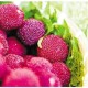 蕭山所前楊梅 延續(xù)“梅”好