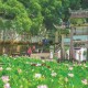 古村荷香引客來(lái)