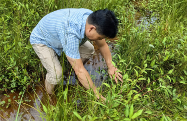 黃山市林科所區(qū)域內(nèi)發(fā)現(xiàn)國家一級重點保護野生植物——中華水韭