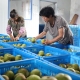 鮮果豐收季 銷路遇難題    我市部分果農(nóng)盼援手
