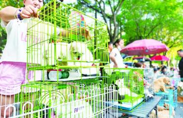 16小時(shí)交易1.6萬只 華東第一寵物大市場是怎樣煉成的