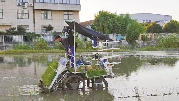 水稻.jpg