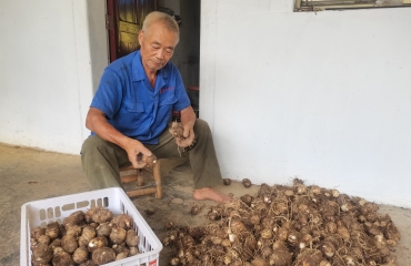 上好芋頭滯銷(xiāo) 愁煞天臺(tái)農(nóng)戶(hù)