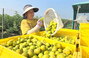 季市鎮(zhèn)季東村：無花果變“致富果”  鮮果、干果兩銷旺