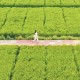 一二三產(chǎn)業(yè)融合，“工業(yè)村”刮起“田園風(fēng)”