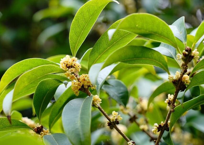 植物園內(nèi)早銀桂開花.jpg
