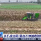 央視：豐縣搶收搶烘保秋糧