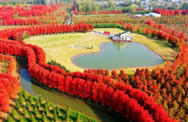 邳州红枫 美上央视