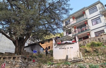 璜尖乡：保护古树名木传承生态文明