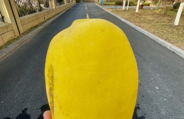 “木瓜”惹人馋 专家提醒：可观不能吃！