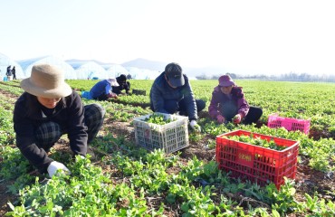 “巢湖产”豌豆苗走俏长三角