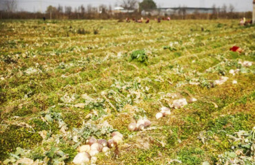 丰县：特色产业多点开花 乡村振兴步履铿锵