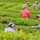 串珠成链 总书记为县域经济发展开良方