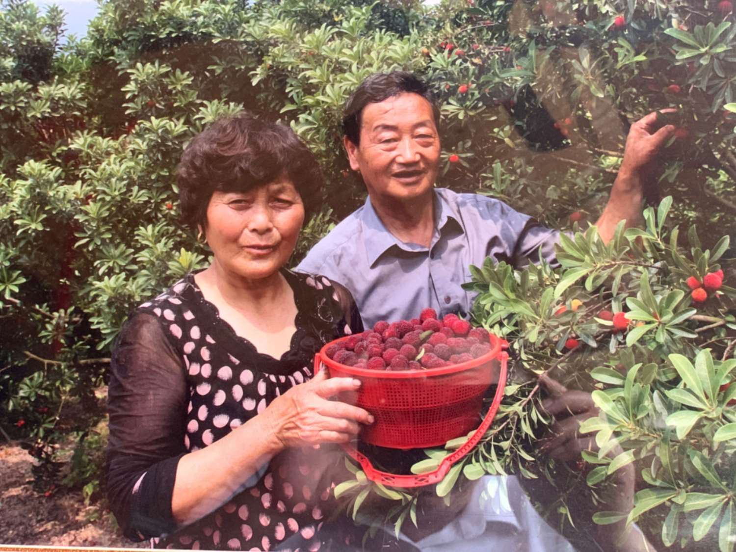 喬春龍夫婦在第一個(gè)喜摘楊梅的時(shí)節(jié)。.jpg