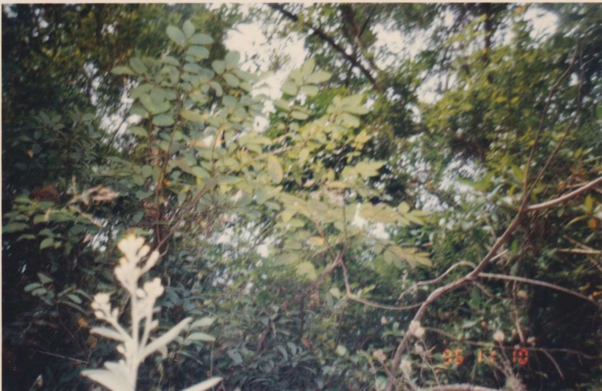 羊耳菊.jpg