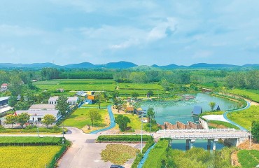 安徽定遠(yuǎn)：飛雁歸巢 興業(yè)富民