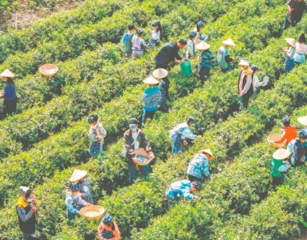 安徽省聚焦打造千亿级茶产业目标：徽茶产业升级之道