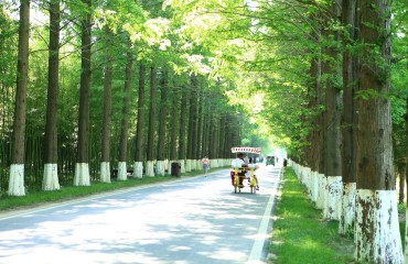 “森森”入耳，文旅品牌这样远播