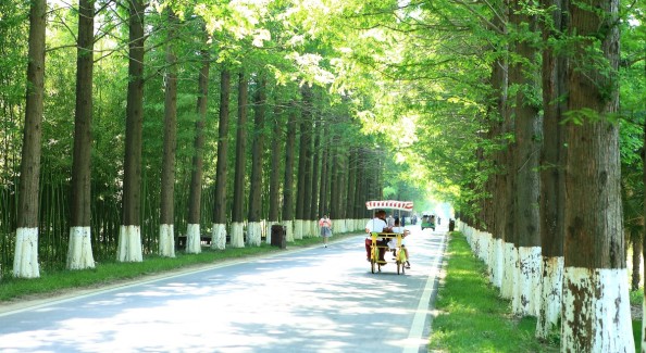 “森森”入耳，文旅品牌这样远播