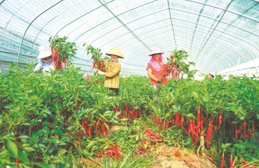 全國每三粒辣椒種子，就有一粒出自蕭縣
