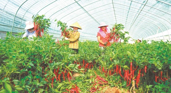 全国每三粒辣椒种子，就有一粒出自萧县