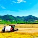 小麥單產(chǎn)首次突破700公斤！浙江夏糧實現(xiàn)“三增”