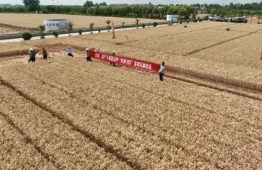 罕見旱情下，江蘇豐收答卷何以寫就？