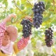 上海“夏日水果地图”，甜蜜的产业蓝海