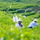加快推進(jìn)茶產(chǎn)業(yè)高質(zhì)量發(fā)展 看浙江如何做