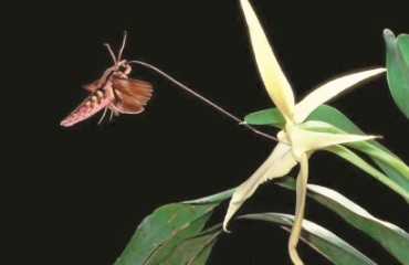 上海温室花园，夜闻达尔文兰飘香