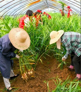 安徽：延链增效 做强农业特色产业