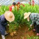 安徽：延鏈增效 做強(qiáng)農(nóng)業(yè)特色產(chǎn)業(yè)