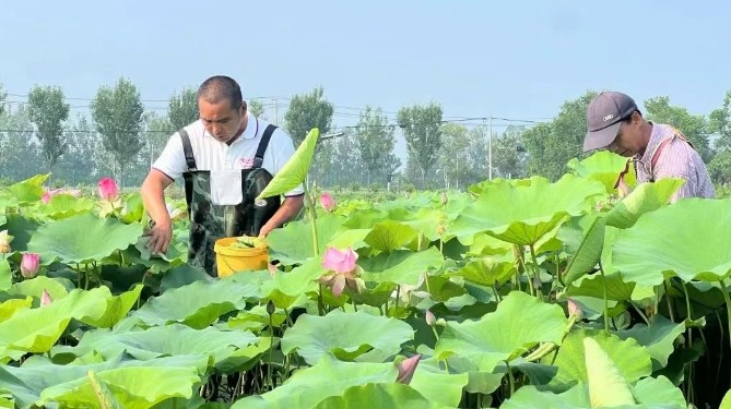 豐縣村.jpg
