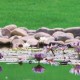 新一批“上海睡蓮”亮相辰山植物園