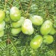 技術(shù)創(chuàng)新，讓浙江香榧全身都成寶