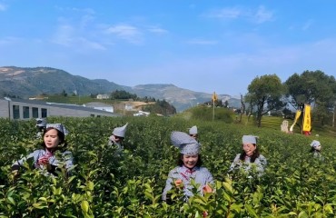 打品牌提品質(zhì)，浙茶出海增勢猛