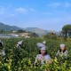 打品牌提品質(zhì)，浙茶出海增勢猛