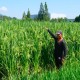 神奇的“稻界姚明”！溫州2米多高的水稻有什么來(lái)頭