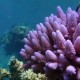 權(quán)威解讀：為何建立黃巖島國家級自然保護(hù)區(qū)？