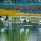 十年休養(yǎng)“進(jìn)度條”過半，洪澤湖濕地發(fā)生了哪些變化？